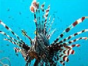 Jouer à Black striped fish slide puzzle