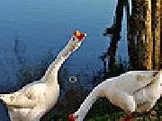 Jouer à Hungry ducks slide puzzle