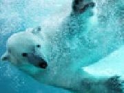 Jouer à Polar bear jigsaw