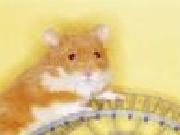 Jouer à Syrian hamster