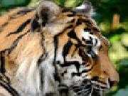 Jouer à Sumatran tiger jigsaw