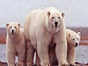 Jouer à White bears family slide puzzle
