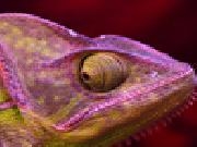 Jouer à Purple chameleon slider puzzle