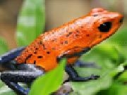 Jouer à Poison dart frog slider puzzle