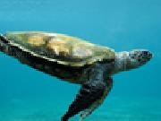Jouer à Sea turtle slider puzzle