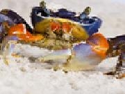 Jouer à Crab slider puzzle
