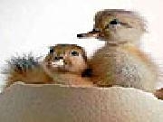 Jouer à Cute chicks slide puzzle