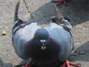 Jouer à Dream puzzle3