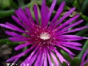 Jouer à Kingdom of the flowers: purple beauty