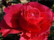 Jouer à Kingdom of the flowers: beautiful rose