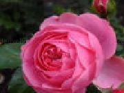 Jouer à Kingdom of the flowers: pink rose