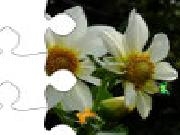 Jouer à Kingdom of the flowers: chamomile