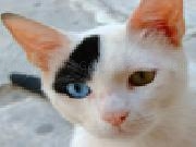 Jouer à Funny cat puzzle