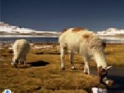 Jouer à Llamas jigsaw puzzle