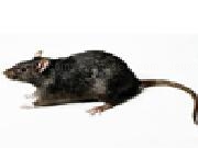Jouer à Rat attack