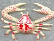 Jouer à Crab attack
