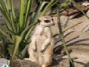 Jouer à Meerkat