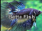 Jouer à Betta fish