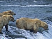 Jouer à White grizzly bears