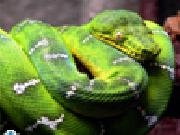 Jouer à Green snake