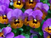 Jouer à Jigsaw: purple pansies