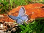 Jouer à Jigsaw: blue butterfly