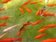 Jouer à Jigsaw: orange fish