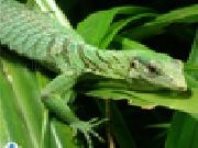 Jouer à Emerald tree monitor jigsaw