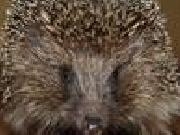 Jouer à Hidden nature hearts