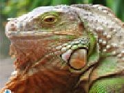 Jouer à Green iguana jigsaw puzzle