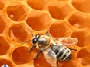 Jouer à Bee on honeycomb