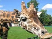 Jouer à Jigsaw giraffe
