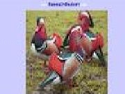 Jouer à Duck jigsaw puzzle