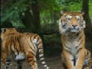 Jouer à Jigsaw tigers