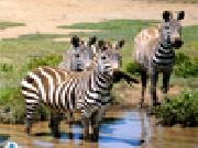 Jouer à Zebras in southern africa