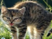 Jouer à Cute and lovely cat jigsaw puzzle