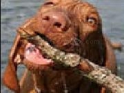 Jouer à Jigsaw doggy