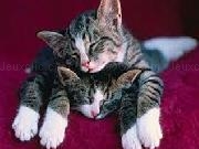 Jouer à Random cute kitten puzzle