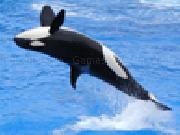 Jouer à Jigsaw: killer whale