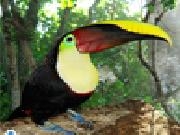Jouer à Toucan jigsaw puzzle