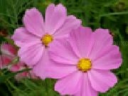 Jouer à Jigsaw: pink flowers