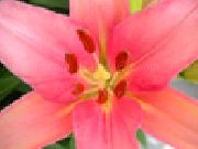 Jouer à Jigsaw: closeup lily