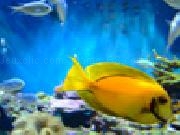 Jouer à Fishtank jigsaw