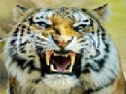 Jouer à Siberian tiger