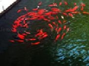 Jouer à Jigsaw: swirling fish