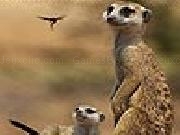 Jouer à Meerkats slide puzzle