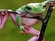 Jouer à Green frog slide puzzle