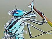 Jouer à Acrobat grasshopper slide puzzle