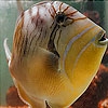 Jouer à Weird aquarium fish slide puzzle
