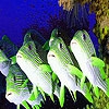 Jouer à Shocked  ocean fishes puzzle